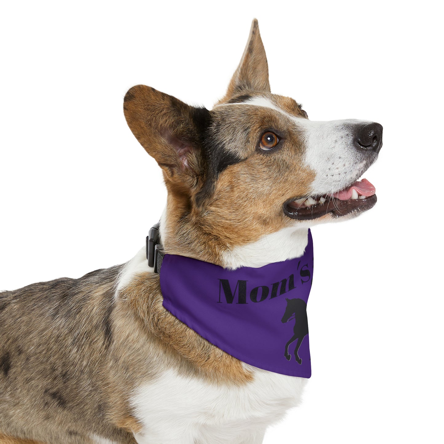 Pet Collar - Moms #1 Fan - Dressage Purple