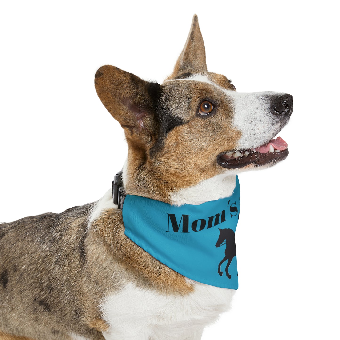 Pet Collar - Moms #1 Fan - Dressage Blue