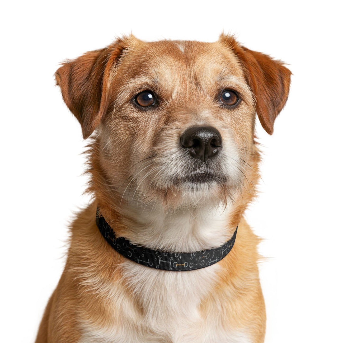 Clip-On Dog Collar — Black Bit Pattern